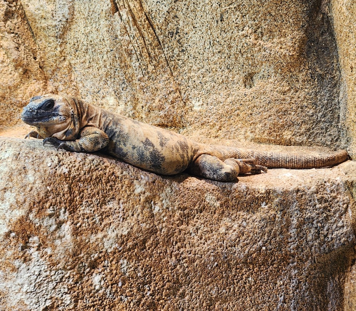 Zoo Knoxville - Sauromalus varius