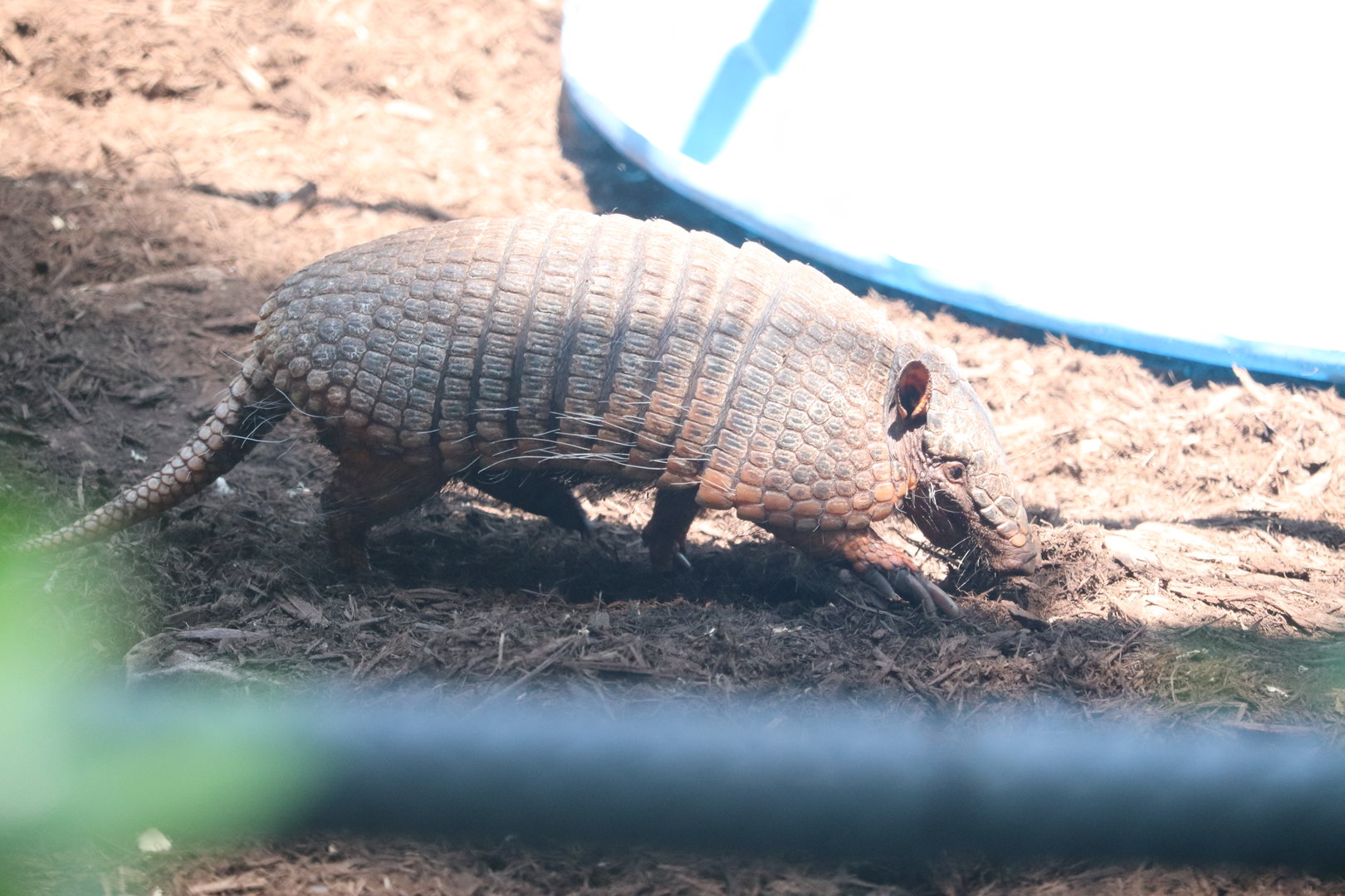 Zoo Knoxville - Six-Banded Armadillo