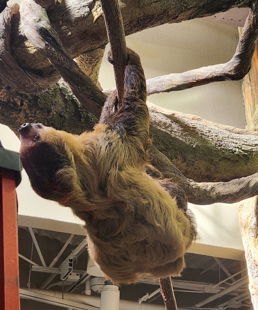 Zoo Knoxville - Southern Two-toed Sloth