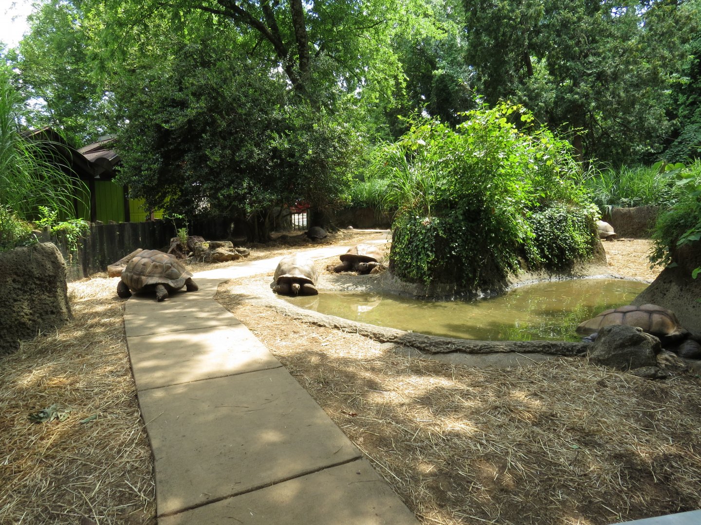 Zoo Knoxville Tortoise Trails 07/12/2025