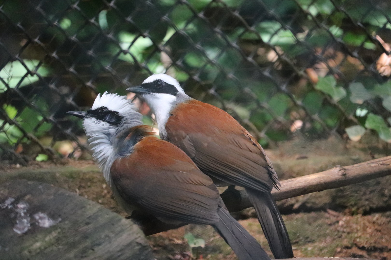 Zoo Knoxville - White-Crested Laughingthrush