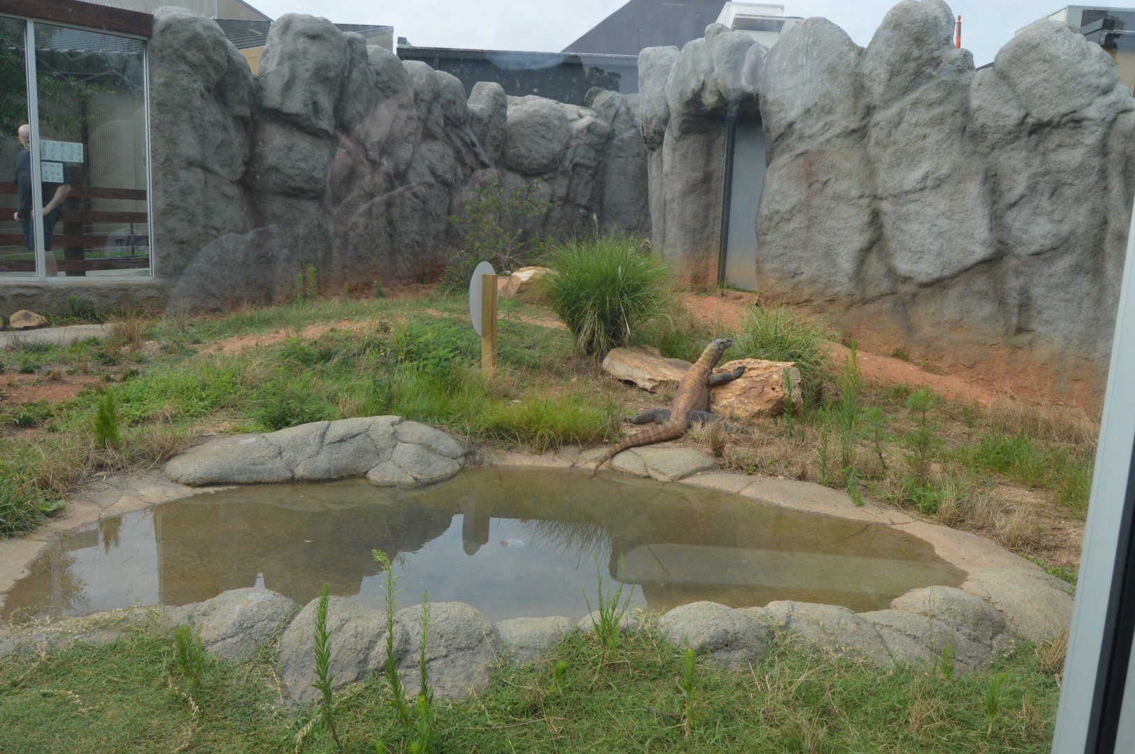 Zoo - Komodo Dragon Outdoor Exhibit