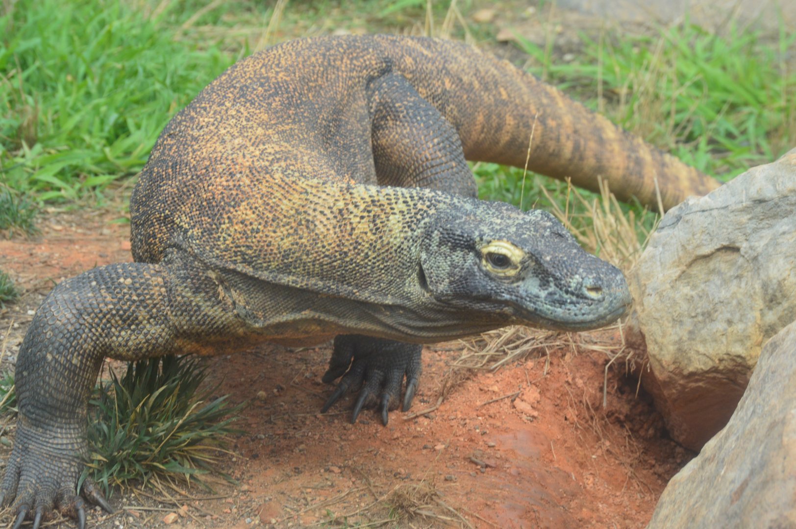 Zoo - Komodo Dragon