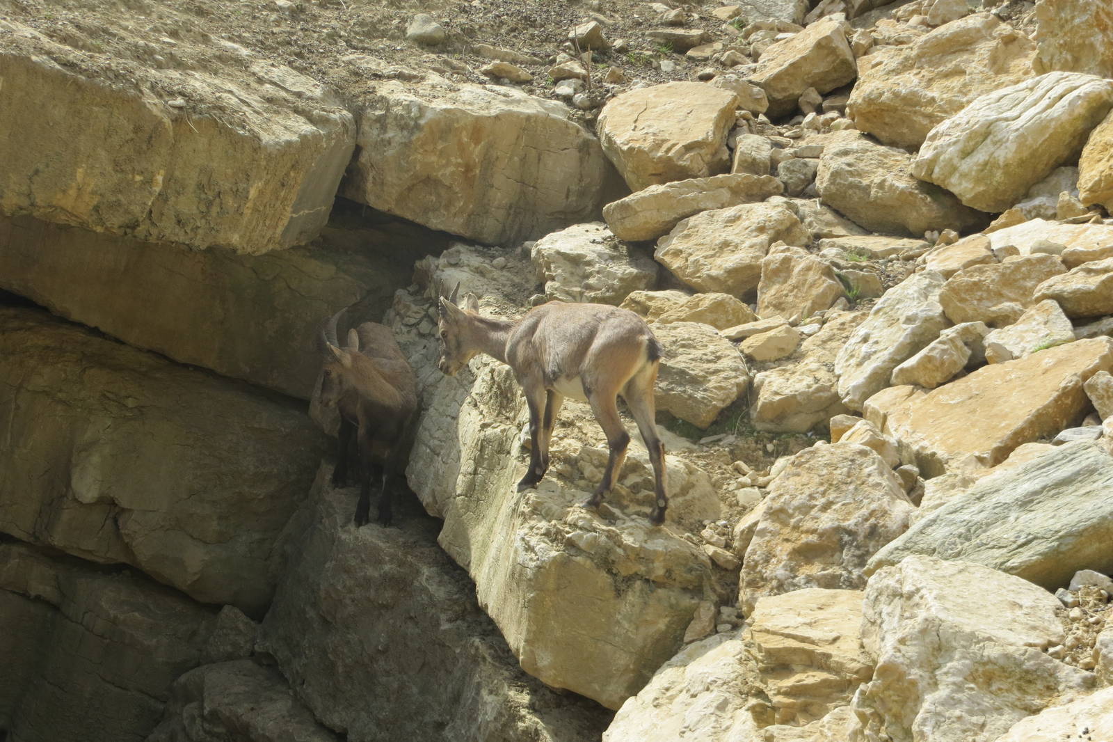 Zoo La Garenne - Alpine Ibex 150816