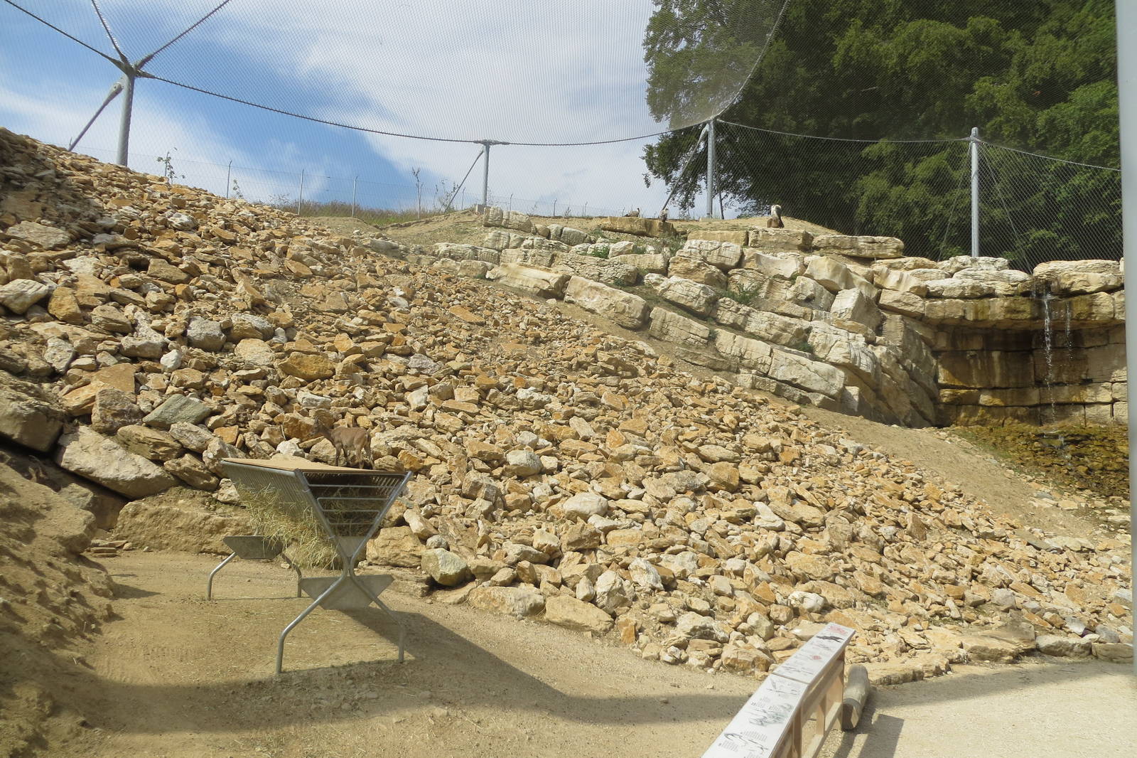 Zoo La Garenne - Alpine Ibex and Lammergeier 150816