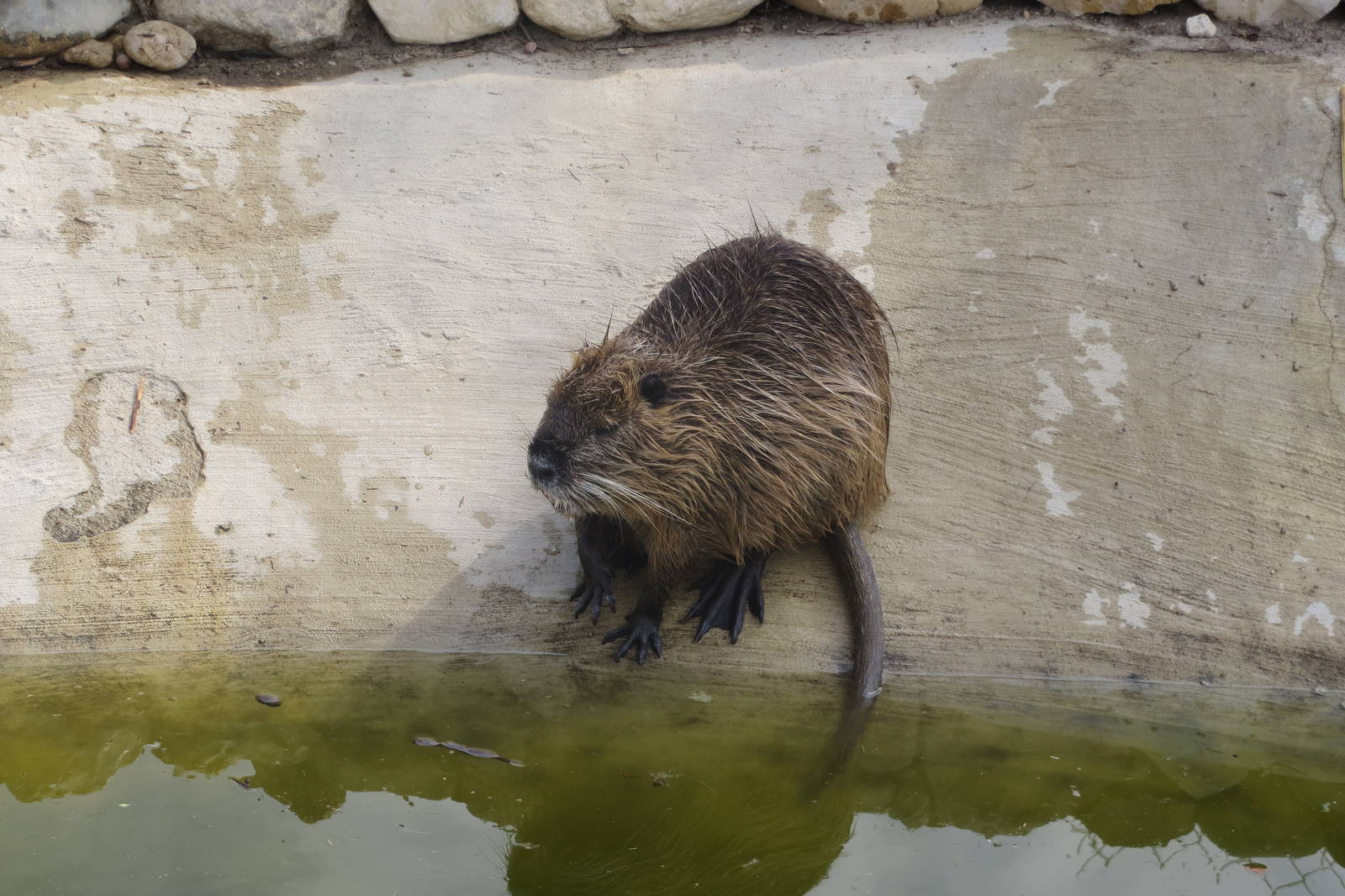 Zoo La Garenne - Coypu 150816