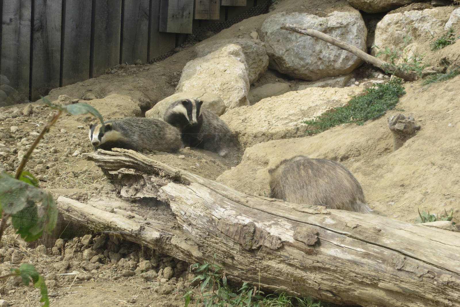 Zoo La Garenne - Eurasian Badgers 150816