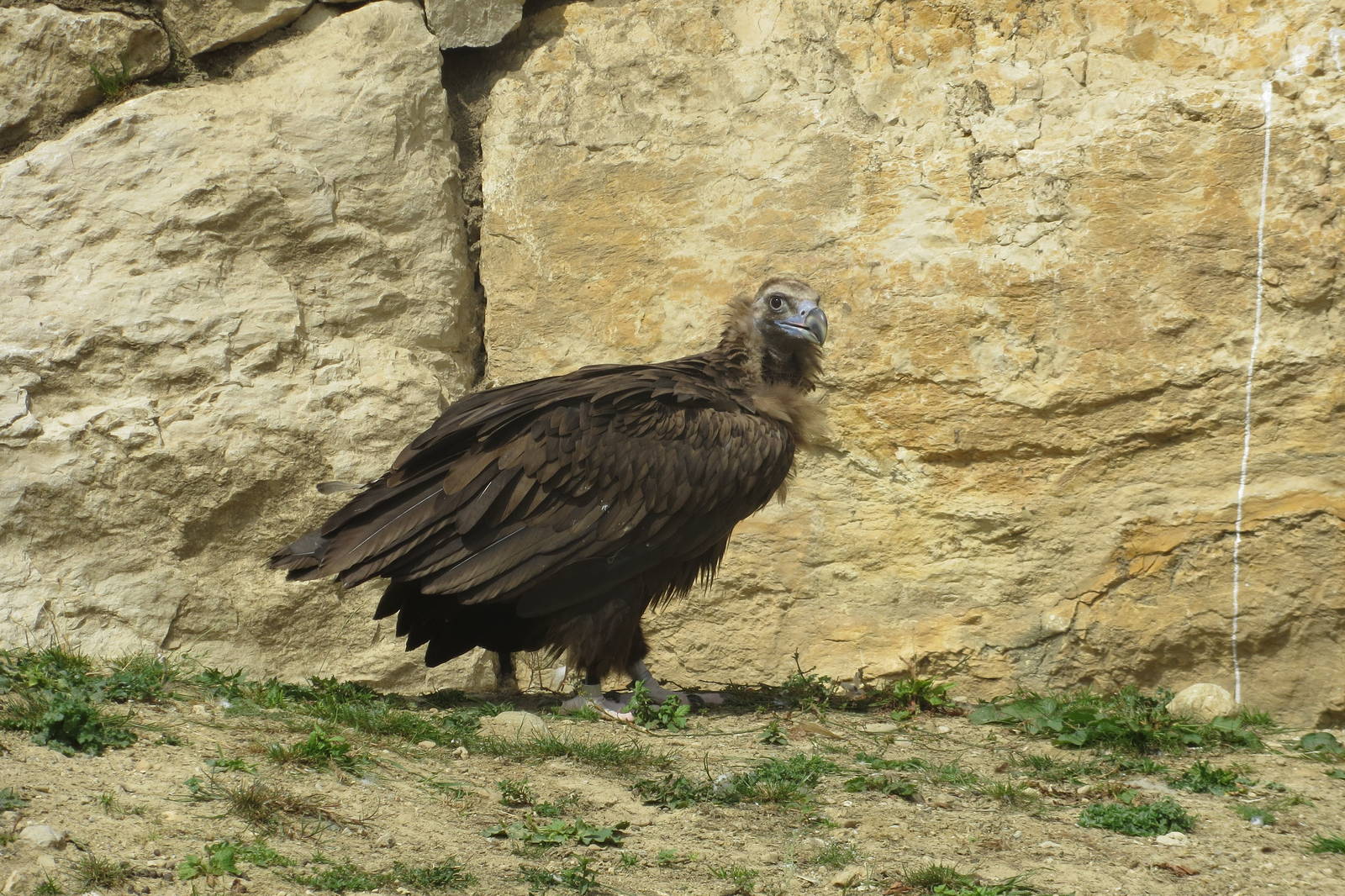 Zoo La Garenne - European Black Vulture 150816