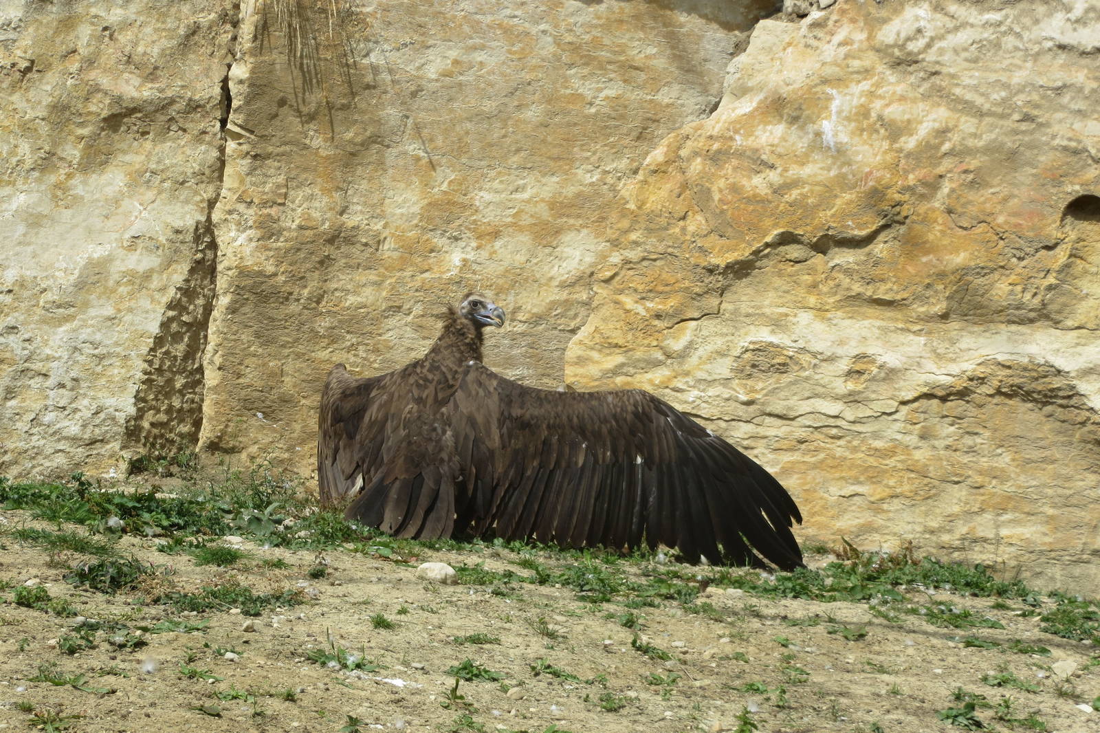 Zoo La Garenne - European Black Vulture 150816