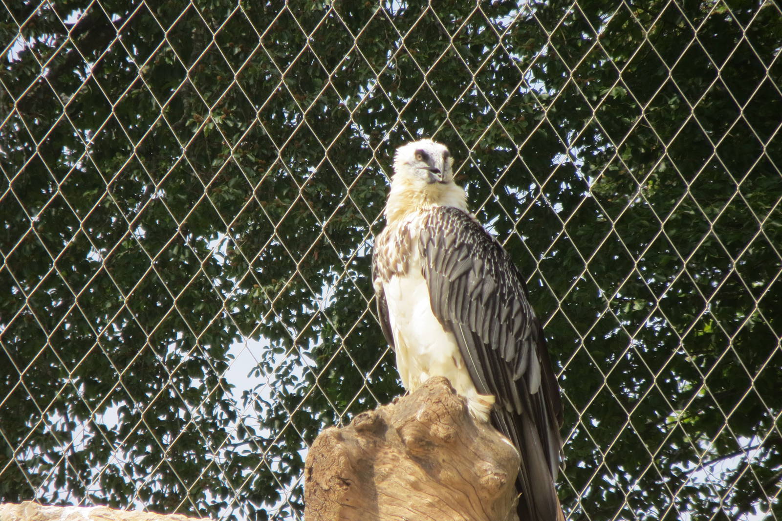 Zoo La Garenne - Lammergeier 150816