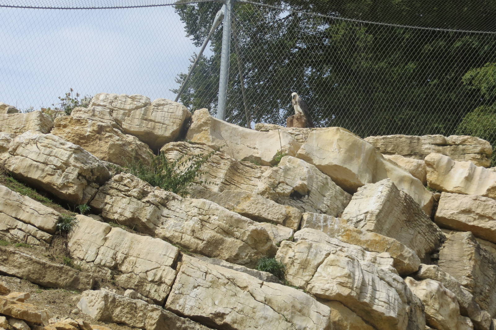 Zoo La Garenne - Lammergeier 150816