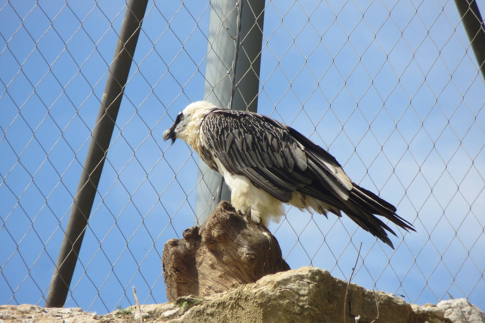 Zoo La Garenne - Lammergeier 150816