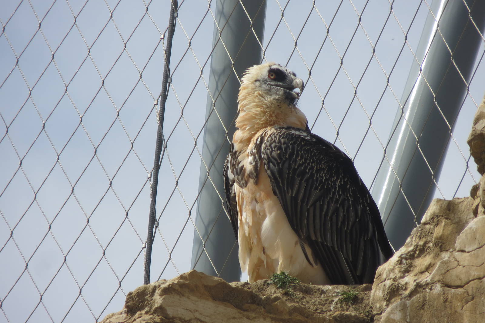 Zoo La Garenne - Lammergeier 150816