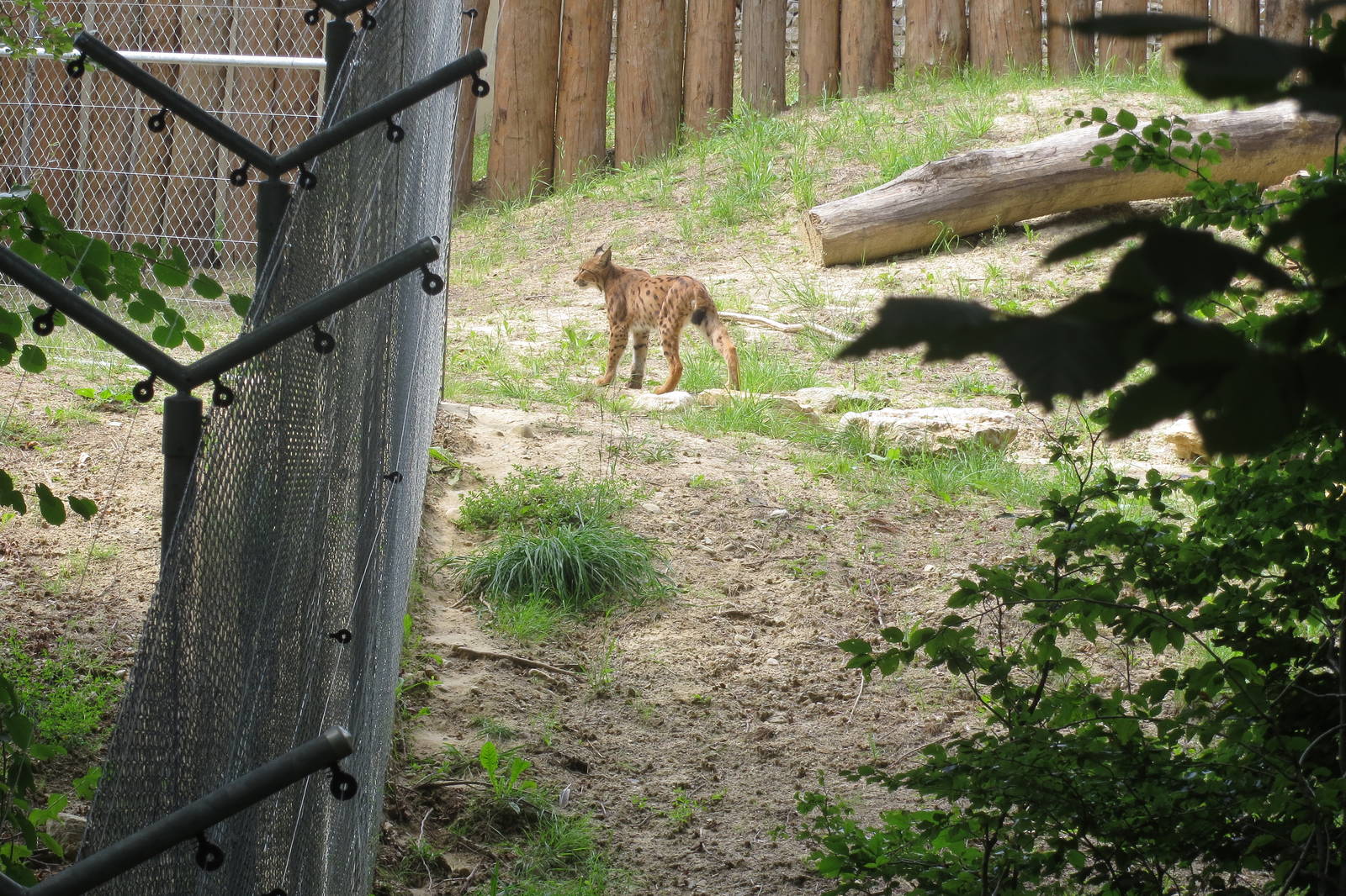 Zoo La Garenne - Northern Lynx 150816