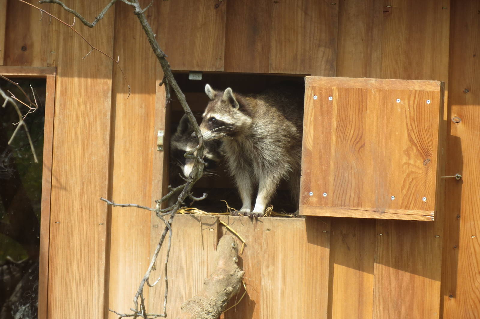 Zoo La Garenne - Raccoon 150816
