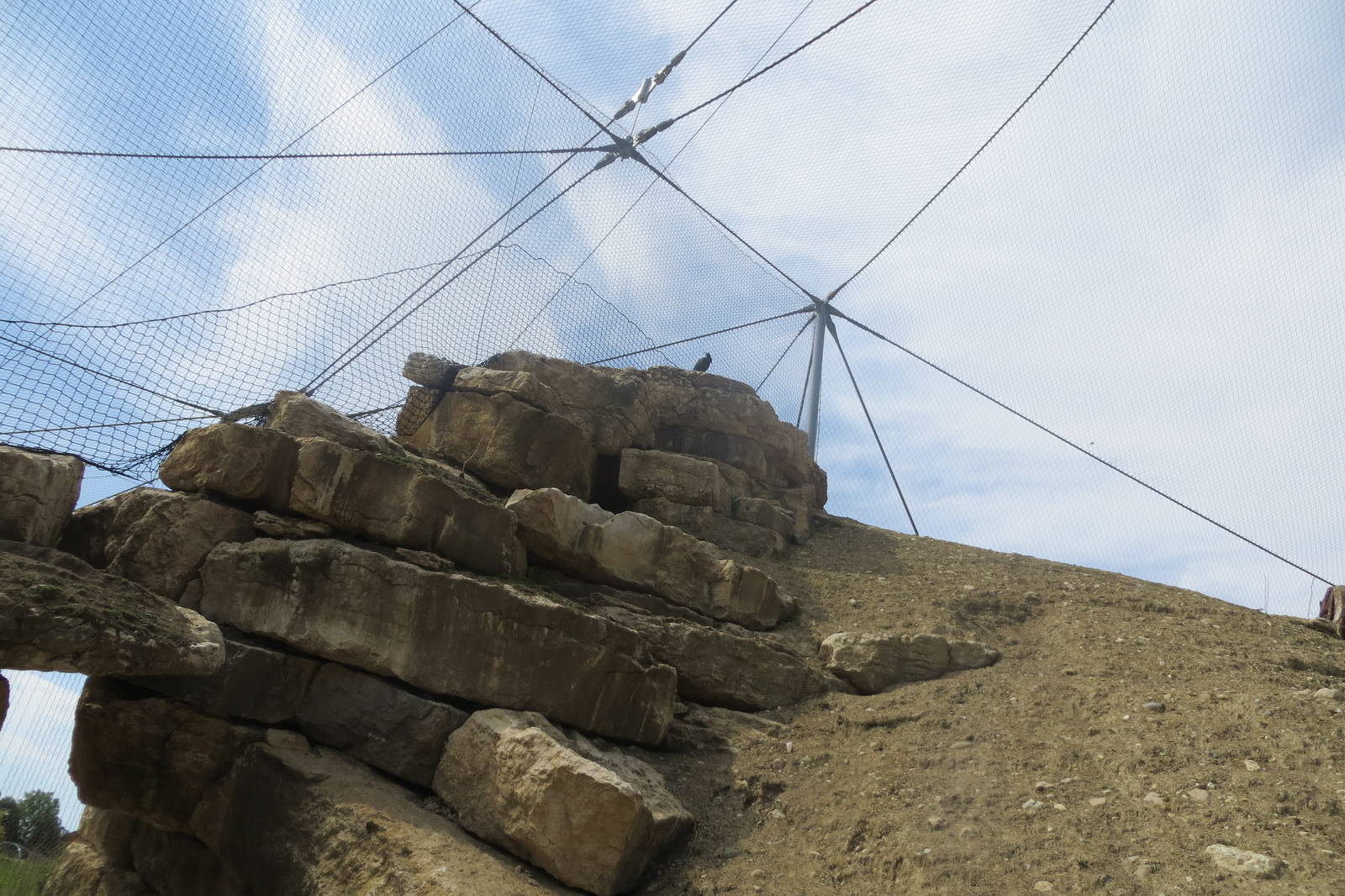 Zoo La Garenne - Waldrapp 150816