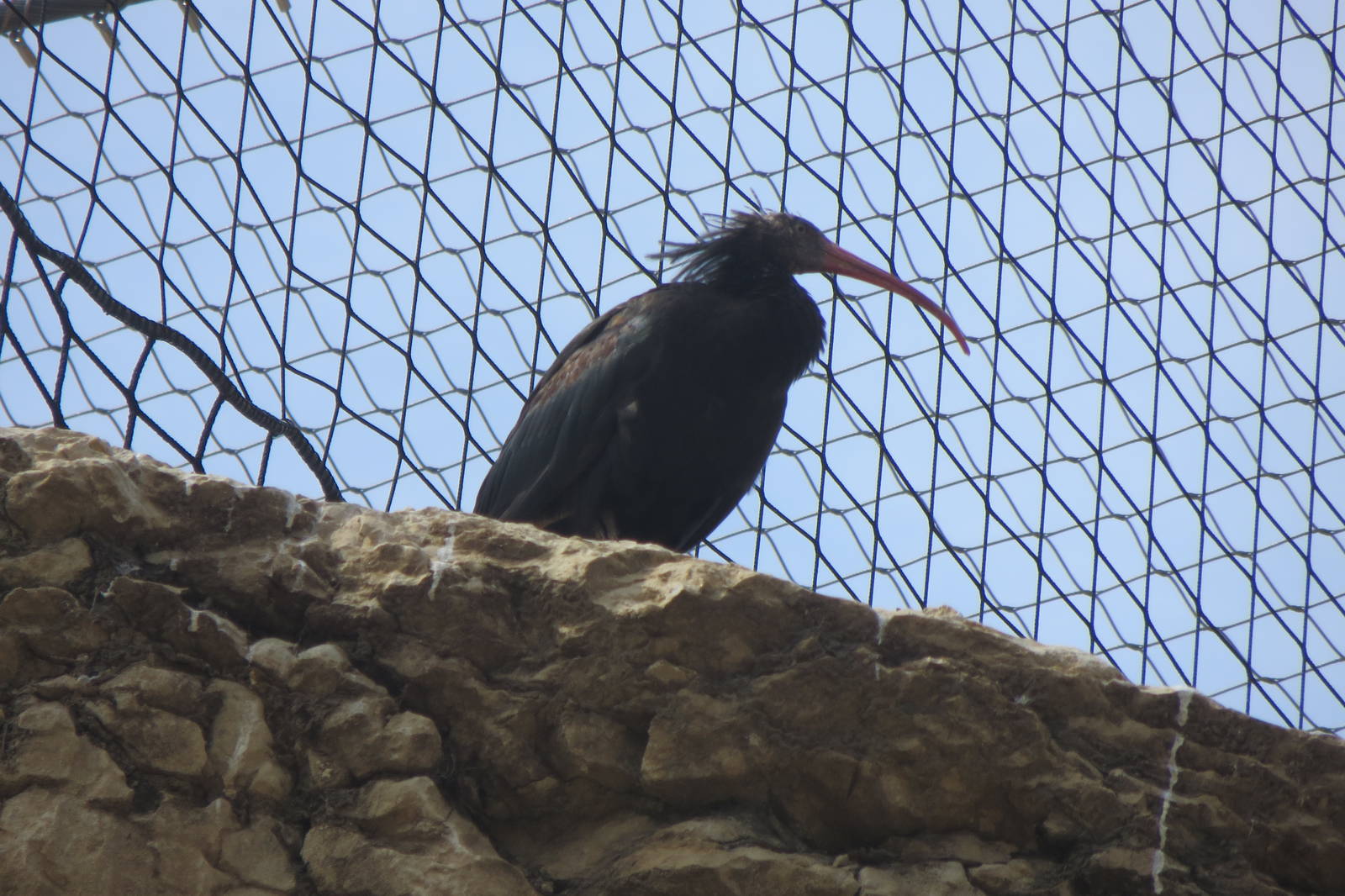 Zoo La Garenne - Waldrapp 150816