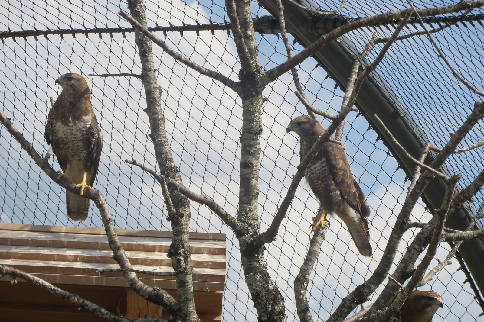 Zoo La Garenne - Walk-in Buzzard and Kite Aviary 150816