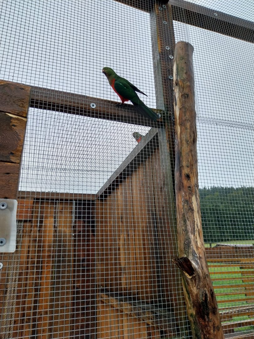 Zoo Łączna - Australia Walk-through aviary - Australian King Parrot (Alisterus scapularis)
