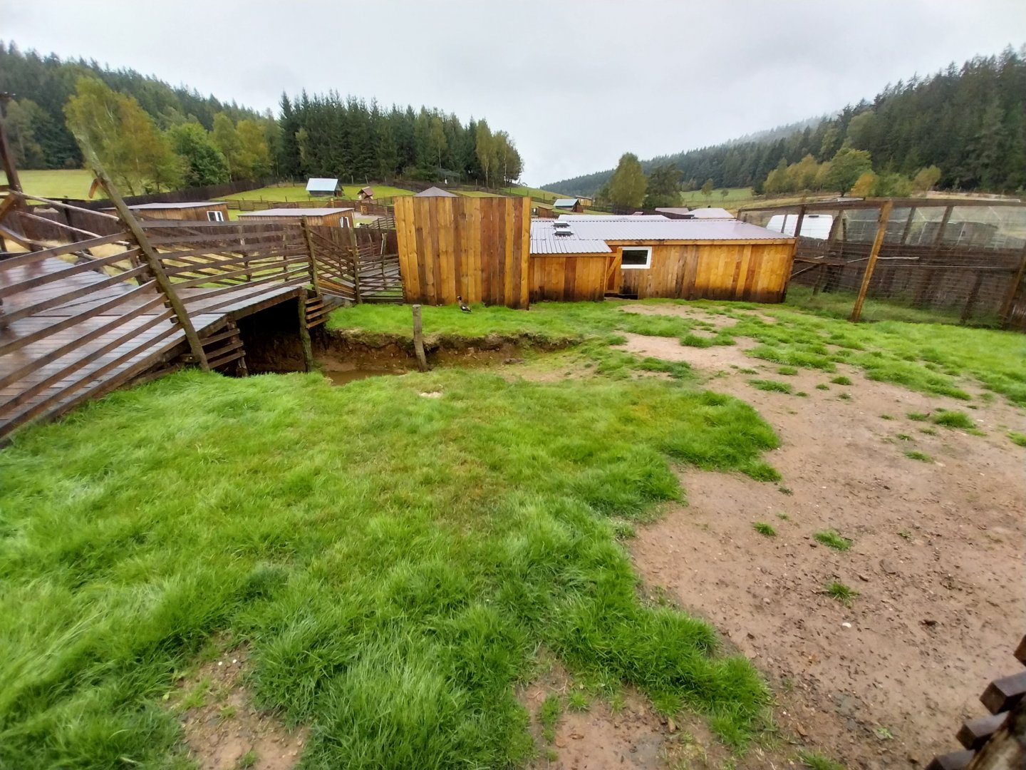 Zoo Łączna - Australian Shelduck (Tadorna tadornoides) enclosure