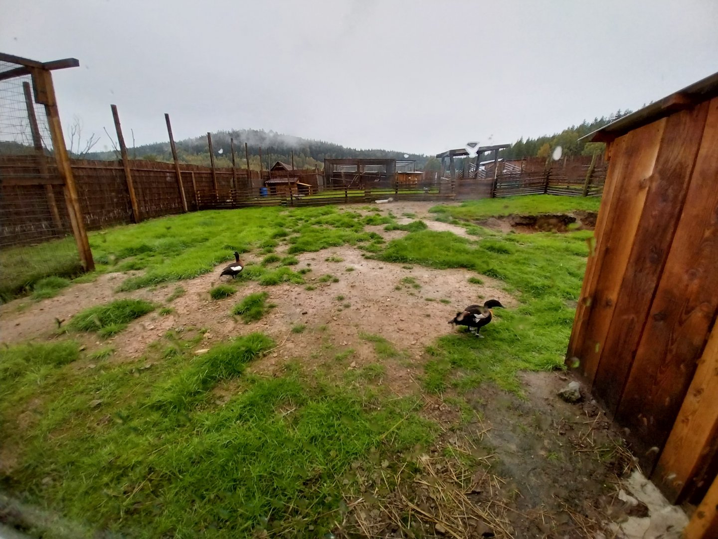 Zoo Łączna - Australian Shelduck (Tadorna tadornoides ) enclosure