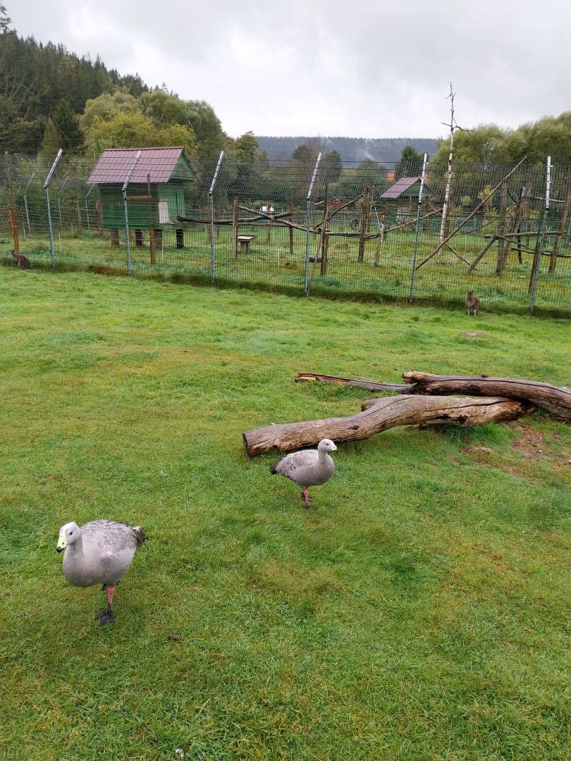 Zoo Łączna - Bennett's Wallaby (Notamacropus rufogriseus)) and Cape Barren Goose (Cereopsis novaehollandiae novaehollandiae)