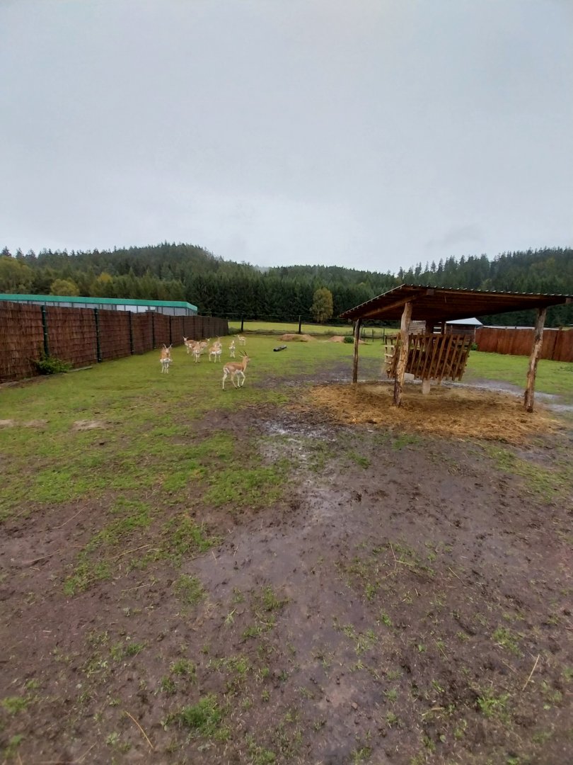 Zoo Łączna - Blackbuck (Antilope cervicapra) enclosure