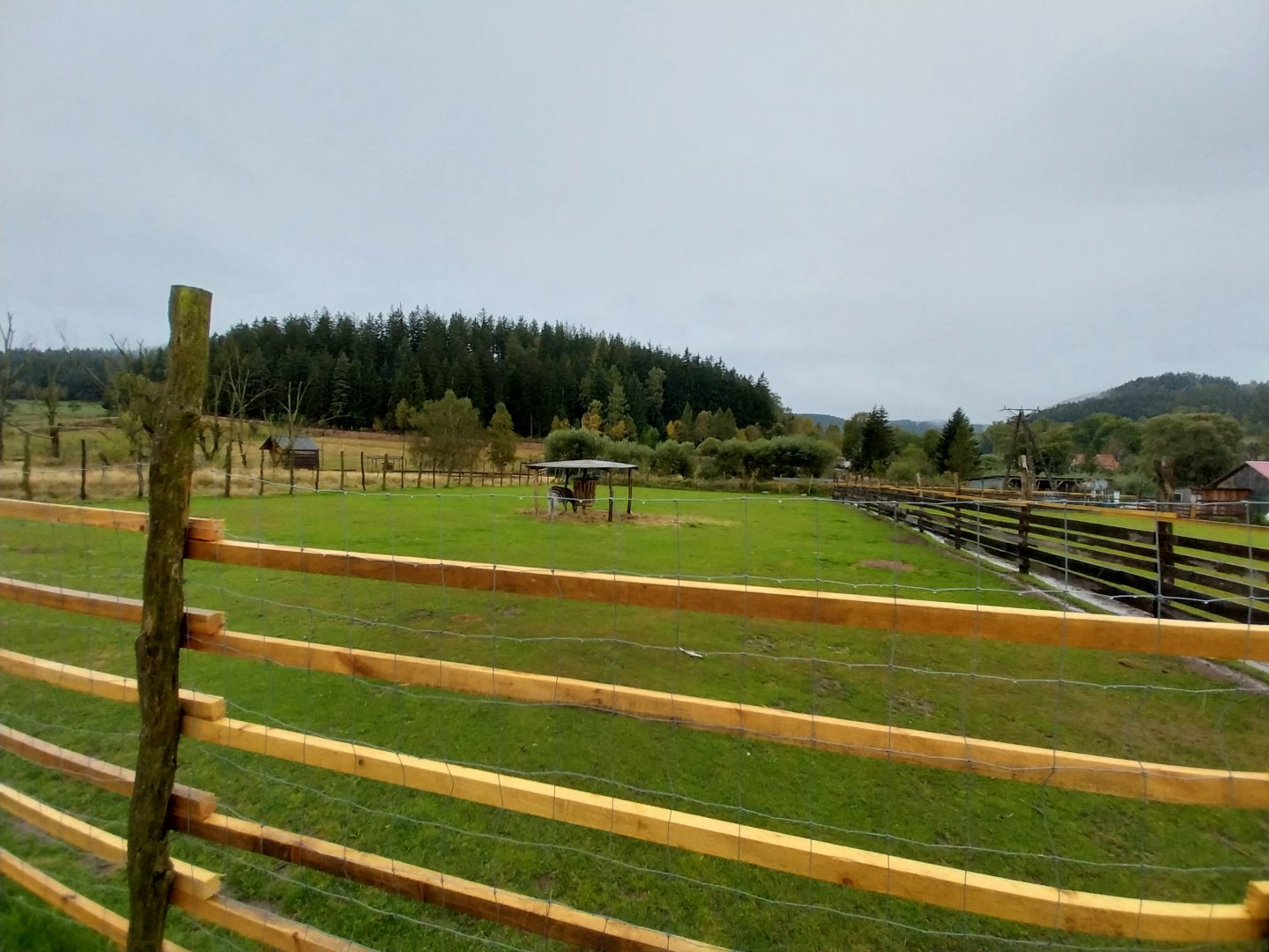 Zoo Łączna - Chapman's zebra (Equus quagga chapmani) enclosure