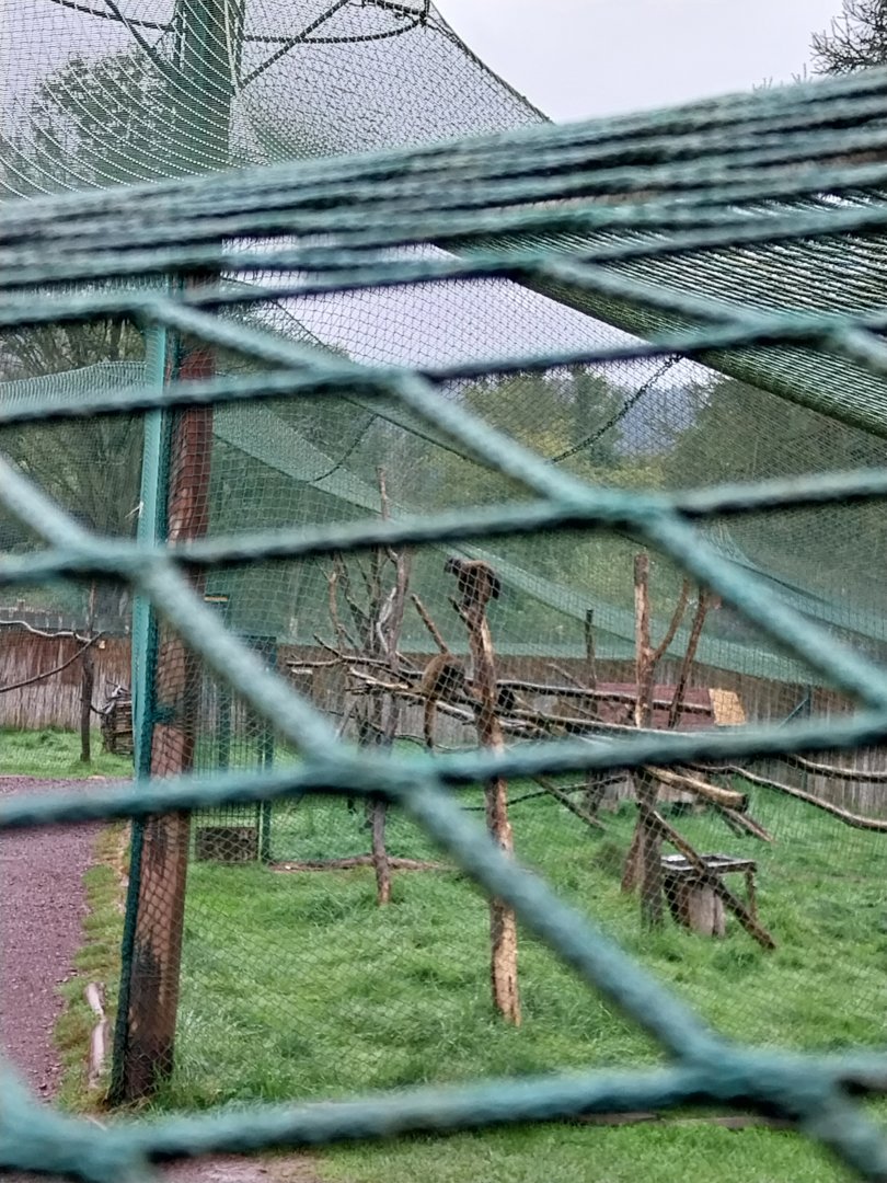 Zoo Łączna - Common Brown Lemur (Eulemur fulvus) enclosure