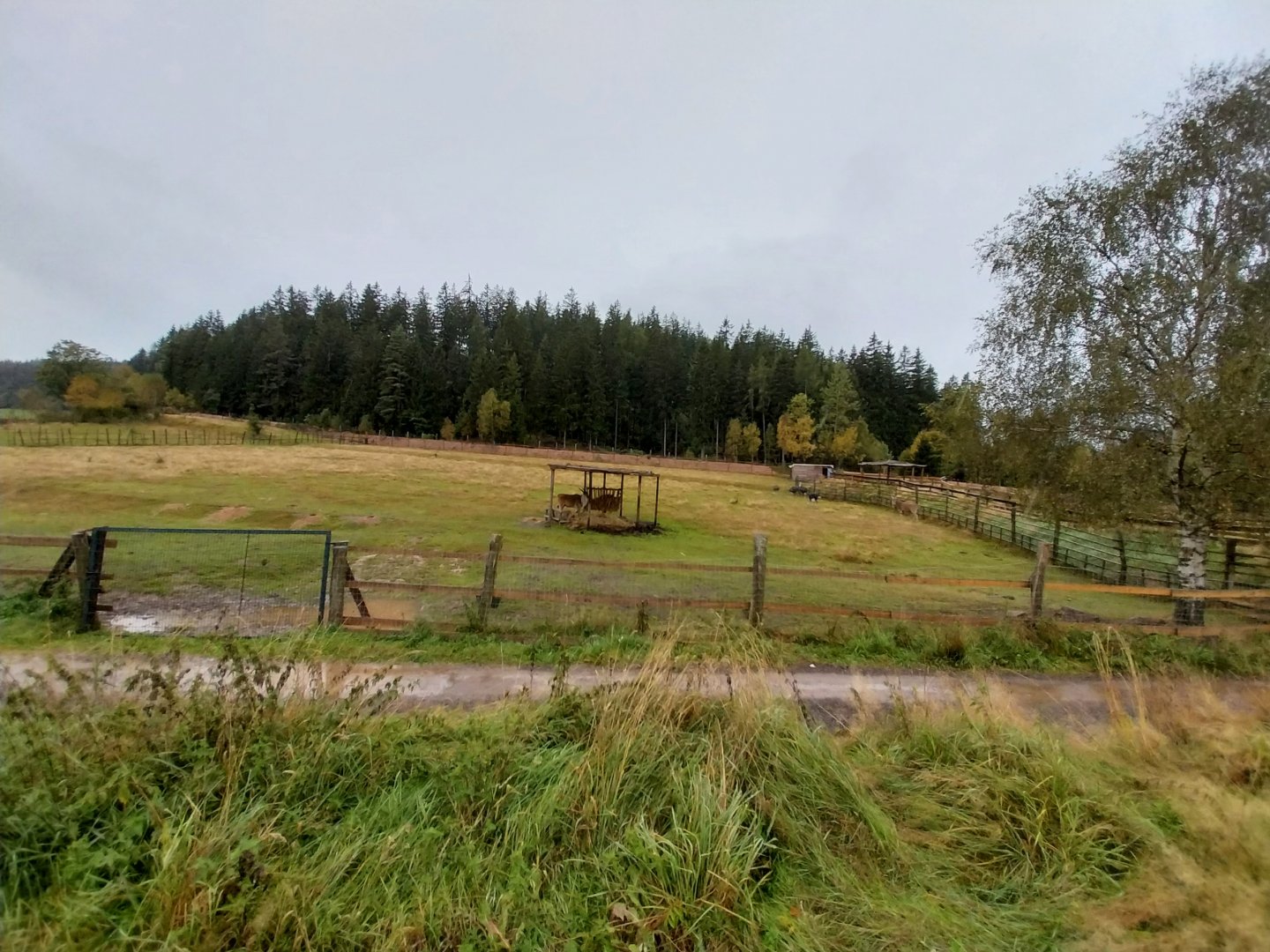 Zoo Łączna - Common Eland (Tragelaphus oryx) and Ostrich (Struthio camelus) enclosure