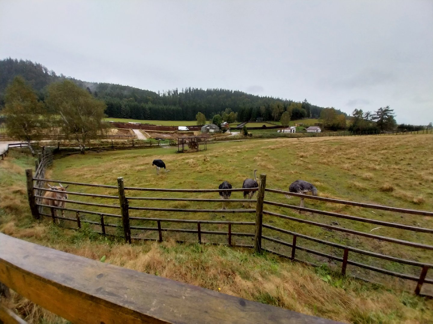 Zoo Łączna - Common Eland (Tragelaphus oryx) and Ostrich (Struthio camelus) enclosure