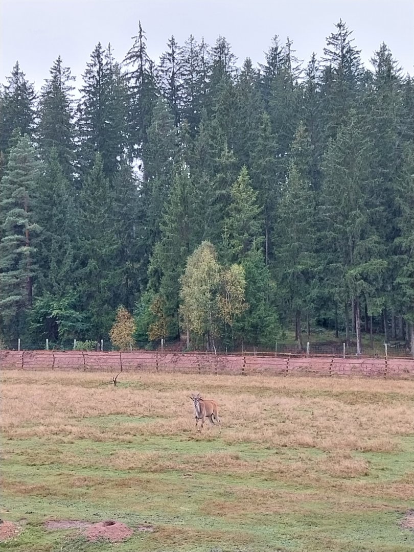 Zoo Łączna - Common Eland (Tragelaphus oryx)