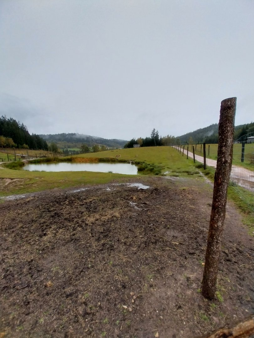 Zoo Łączna - Common Fallow Deer (Dama dama) and European Mouflon (Ovis orientalis musimon) enclosure