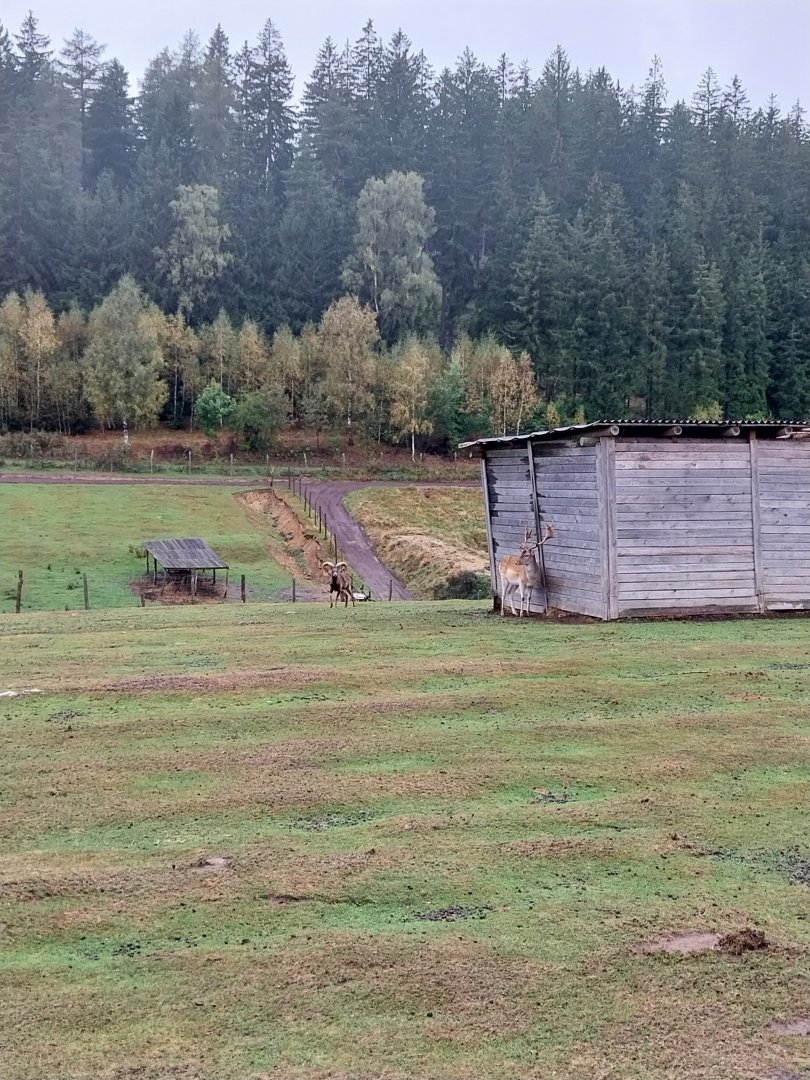 Zoo Łączna -  Common Fallow Deer (Dama dama) and European Mouflon (Ovis orientalis musimon) enclosure
