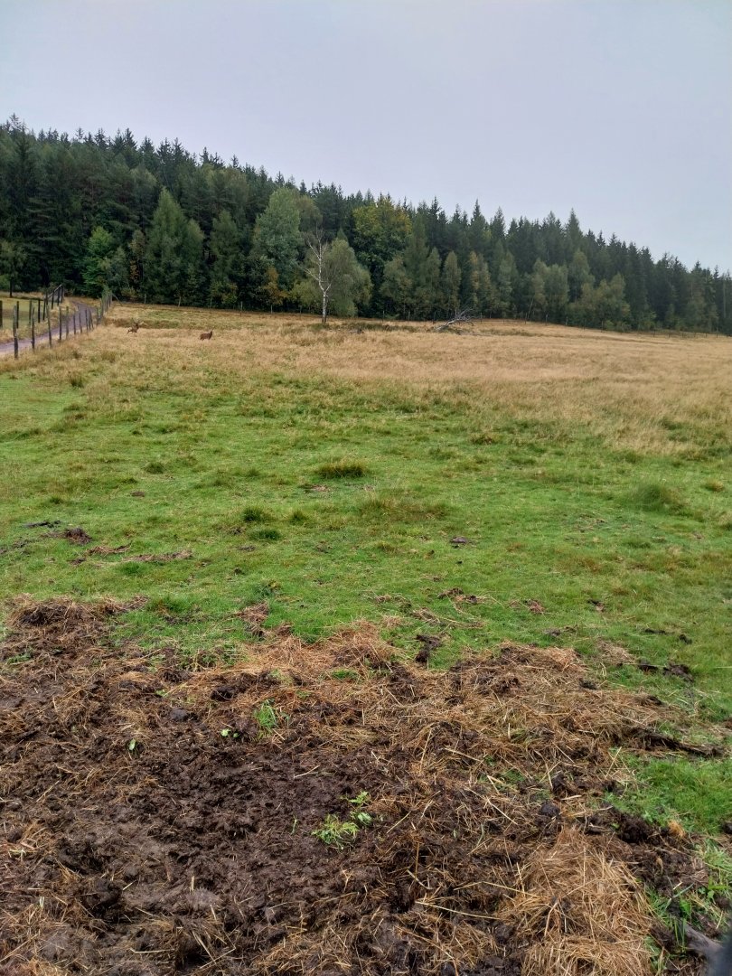 Zoo Łączna - Dybowski Deer (Cervus nippon hortulorum) enclosure