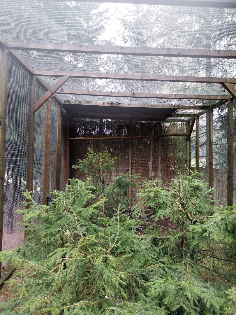 Zoo Łączna - Earasian Eagle-owl (Bubo bubo) aviary