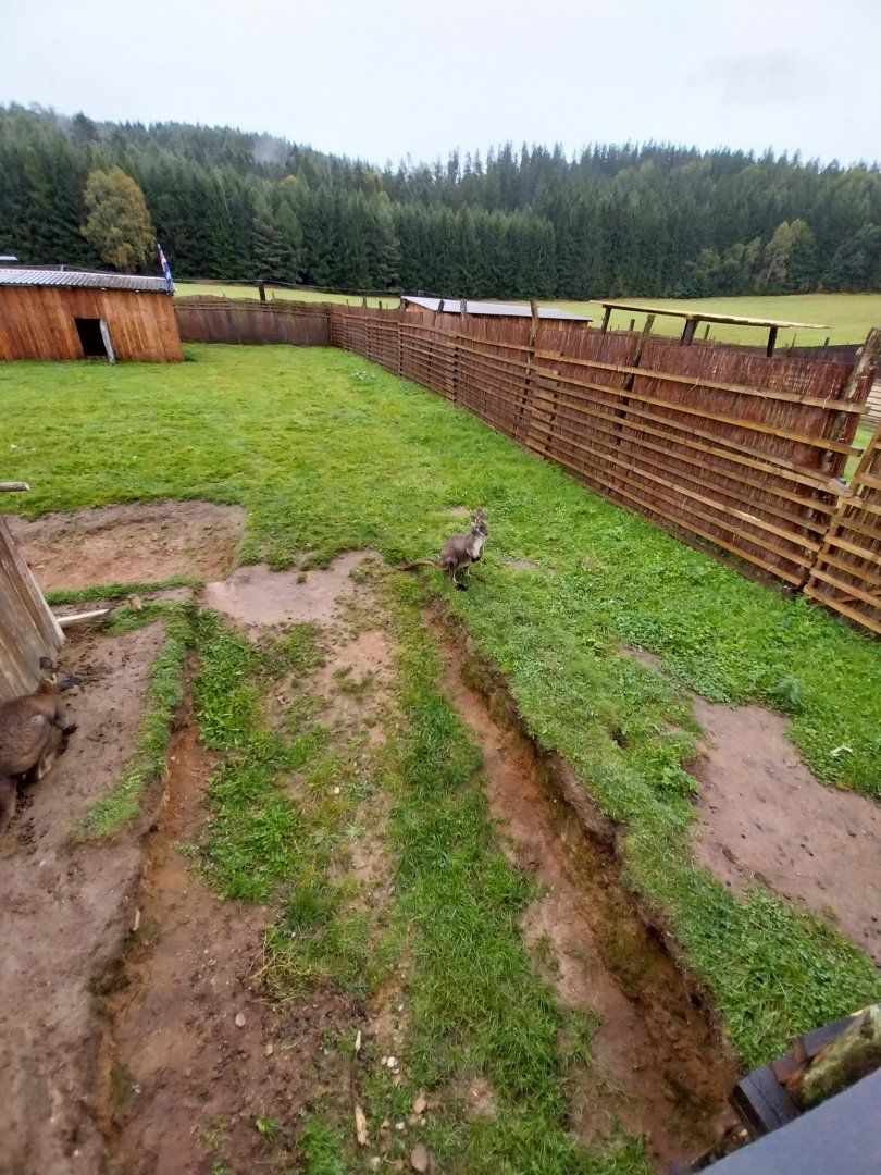 Zoo Łączna - Eastern Wallaroo (Osphranter robustus robustus) enclosure