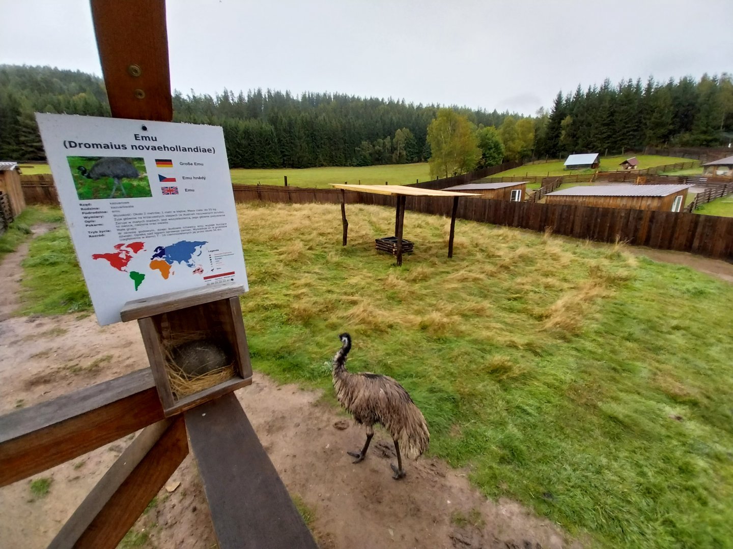 Zoo Łączna - Emu (Dromaius novaehollandiae) enclosure