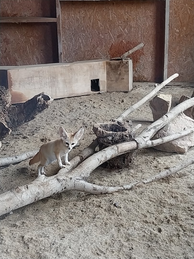Zoo Łączna - Fennec Fox (Vulpes zerda)