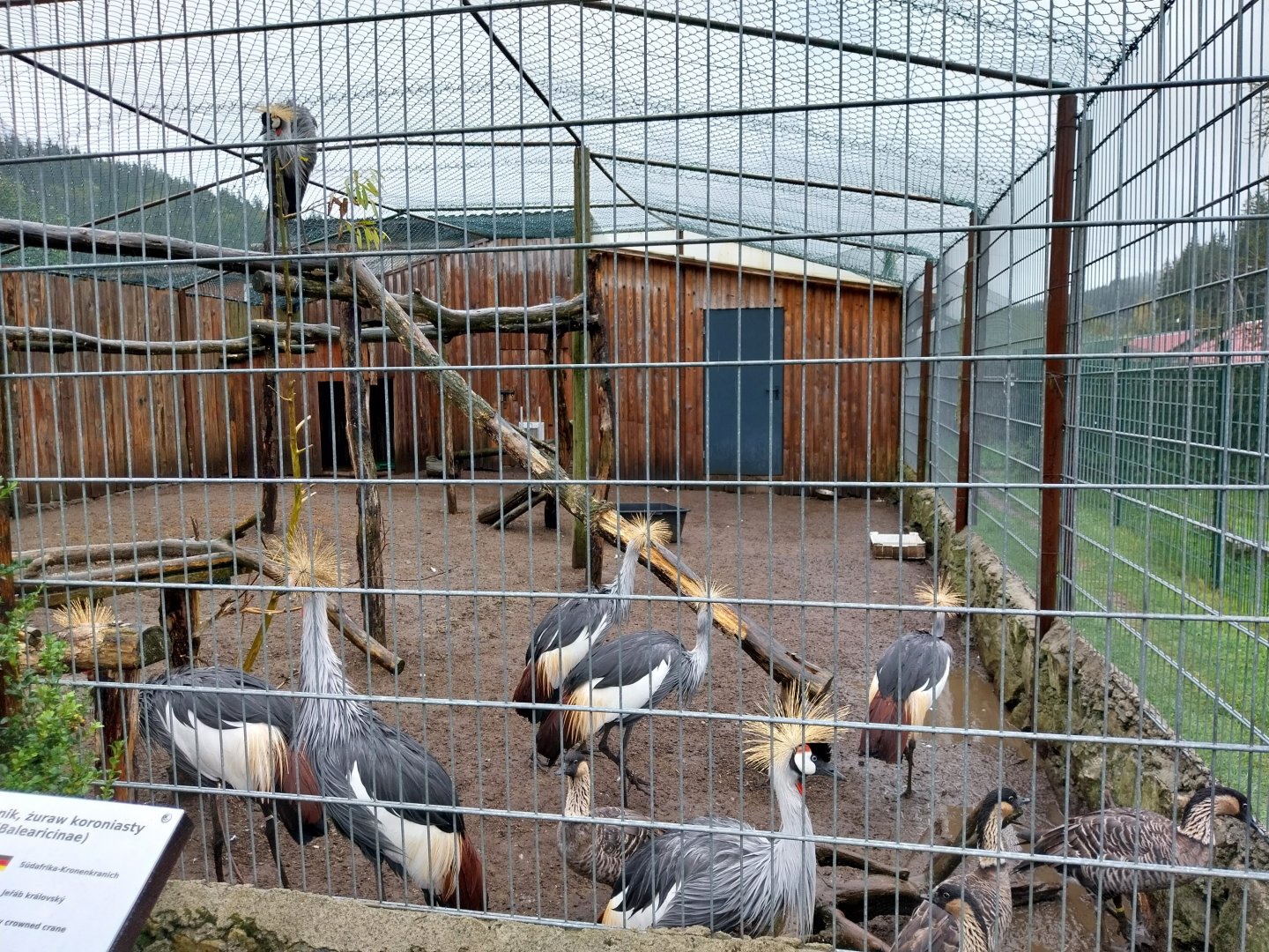 Zoo Łączna - Grey Crowned Crane (Balearica regulorum) and Nene (Branta sandvicensis) aviary