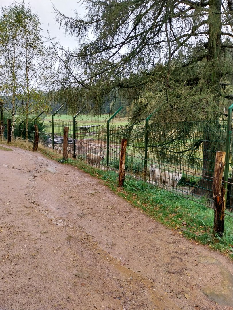 Zoo Łączna - Grey Wolf / Arctic Wolf (Canis lupus) enclosure