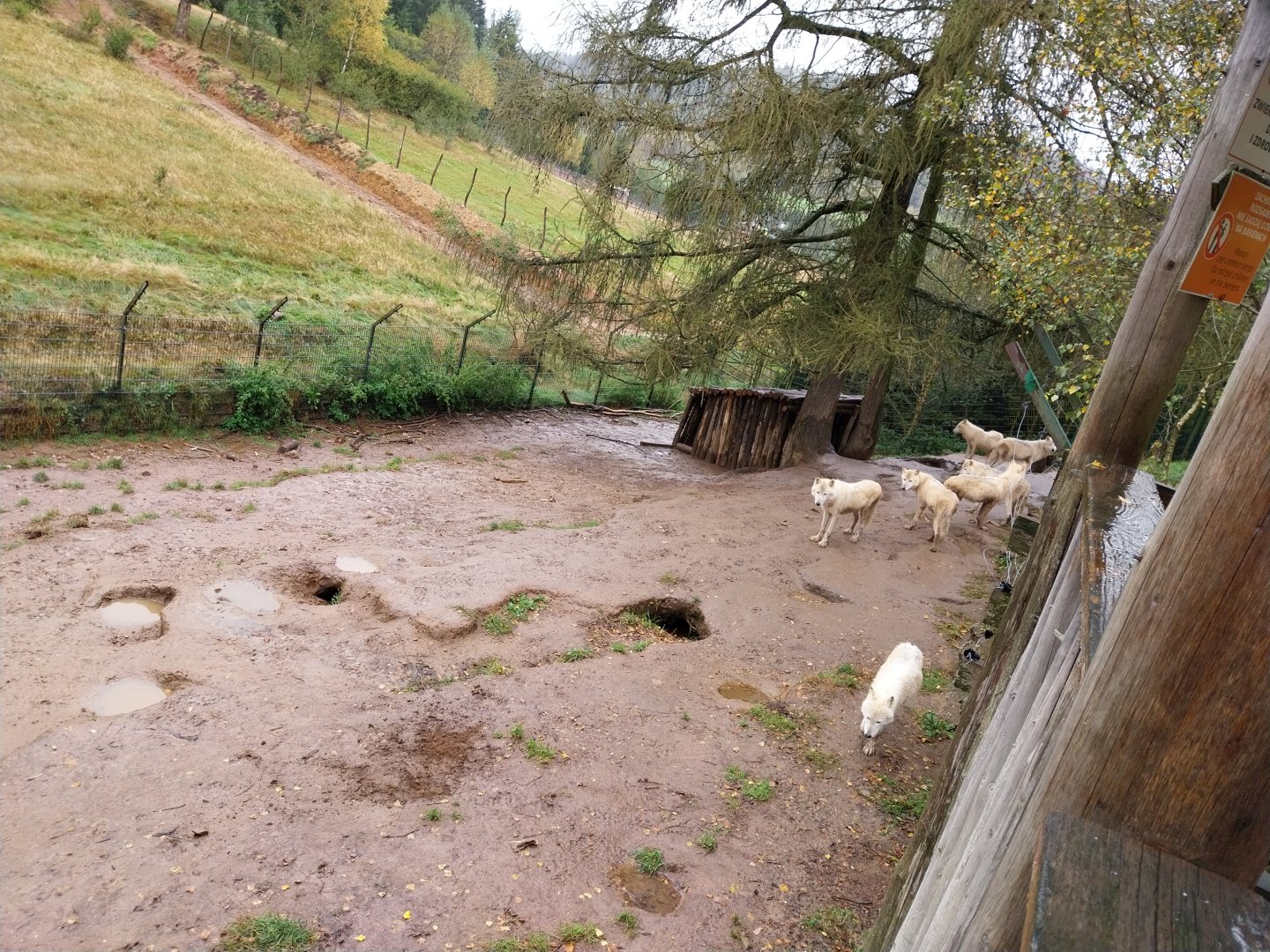 Zoo Łączna - Grey Wolf / Arctic Wolf (Canis lupus) enclosure