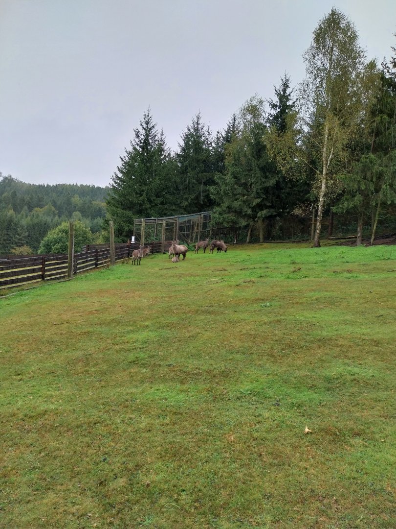 Zoo Łączna - Himalayan Thar (Hemitragus jemlahicus)) enclosure