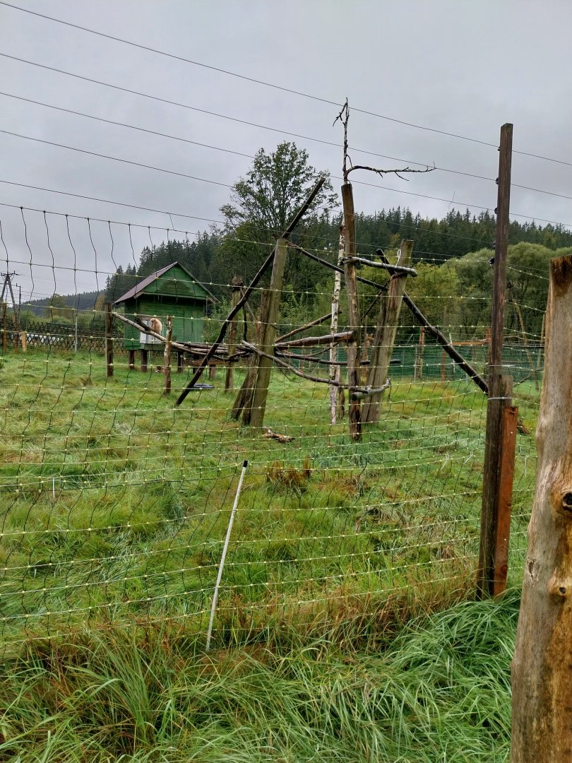 Zoo Łączna - Lar gibbon (Hylobates lar) enclosure