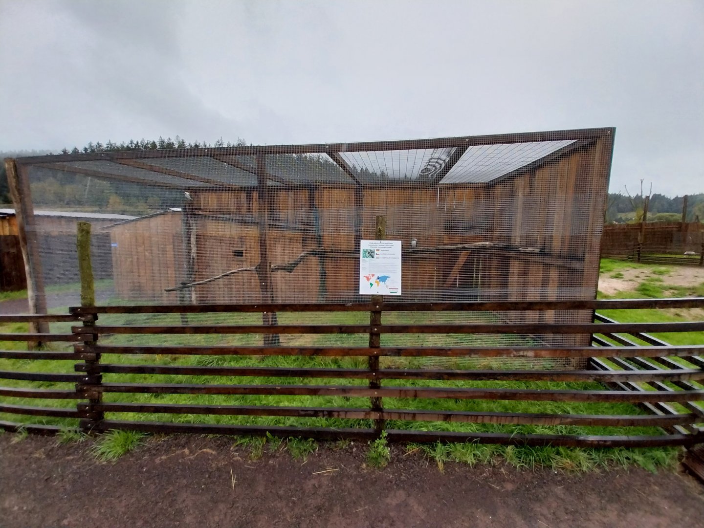 Zoo Łączna - Laughing Kookaburra (Dacelo novaeguineae) aviary