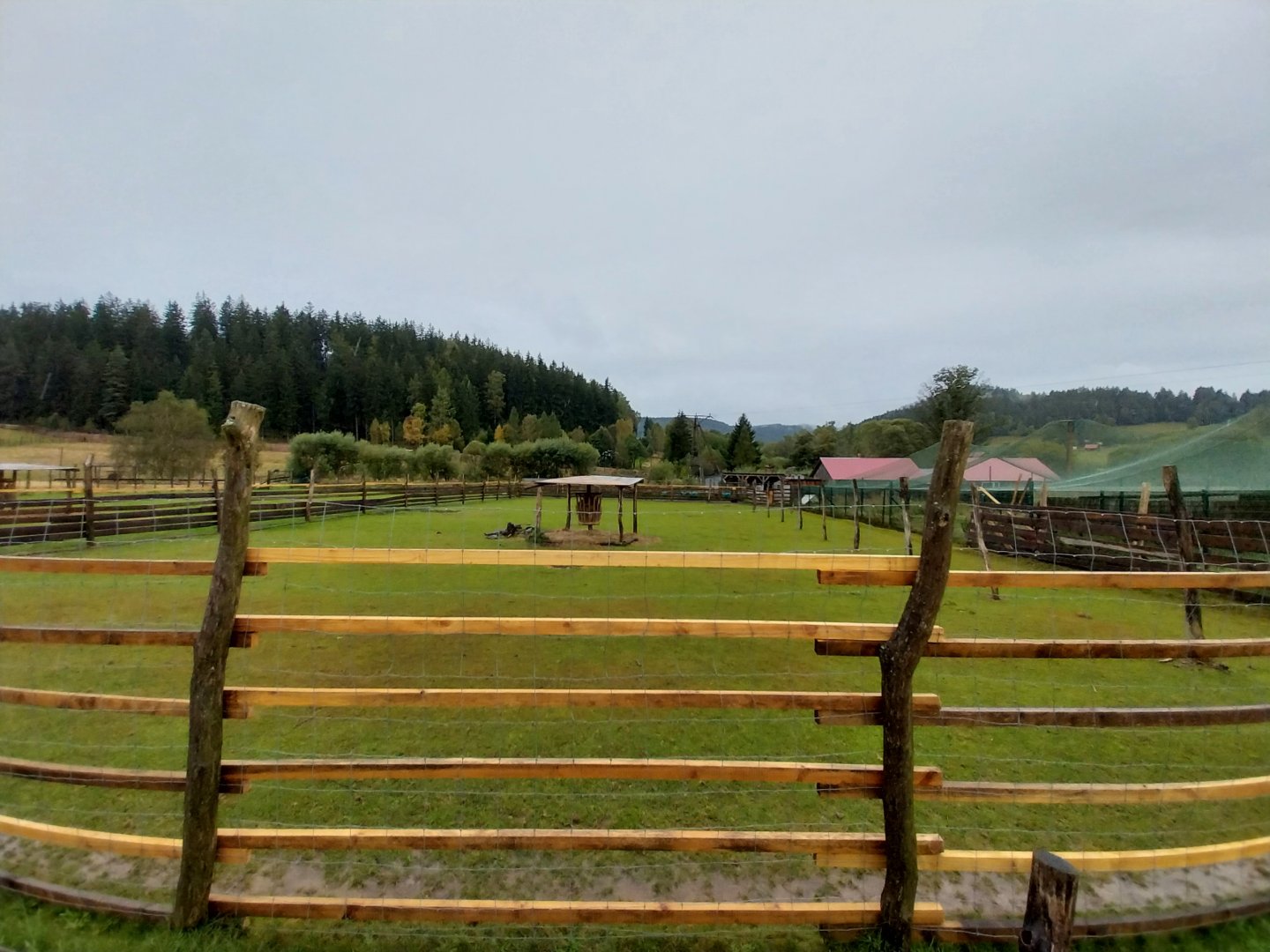 Zoo Łączna - Nilgai (Boselaphus tragocamelus) enclosure