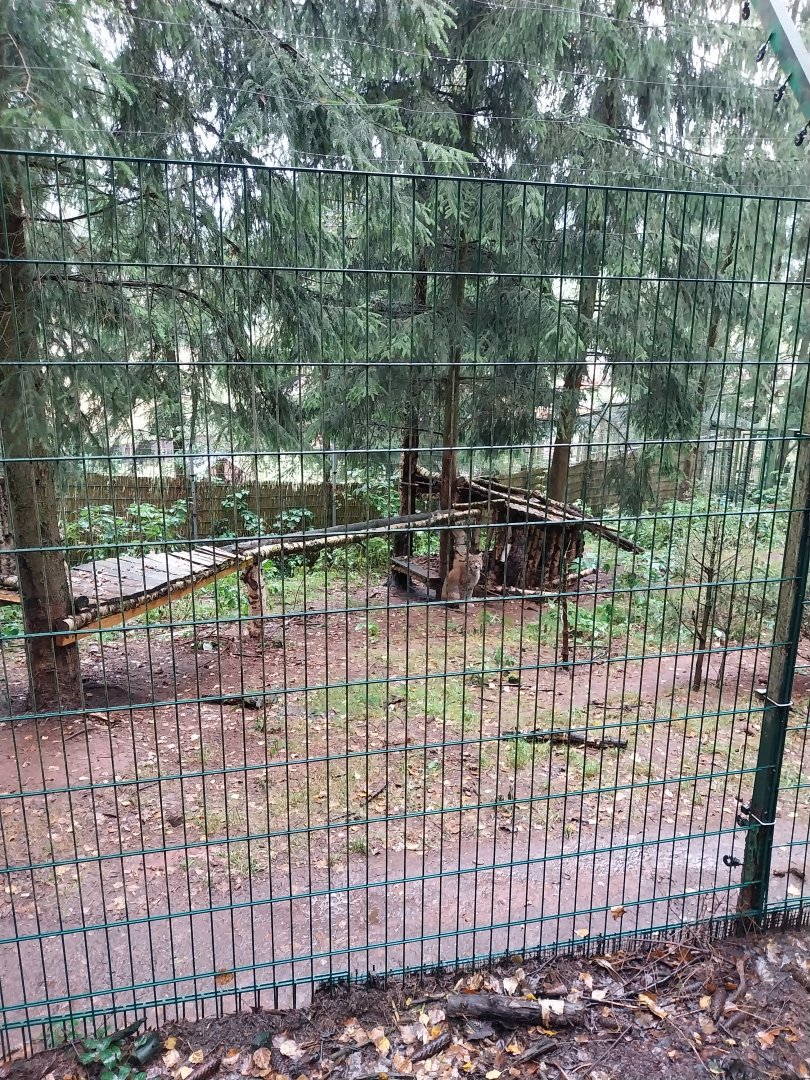 Zoo Łączna - Northern Lynx (Lynx lynx lynx) enclosure
