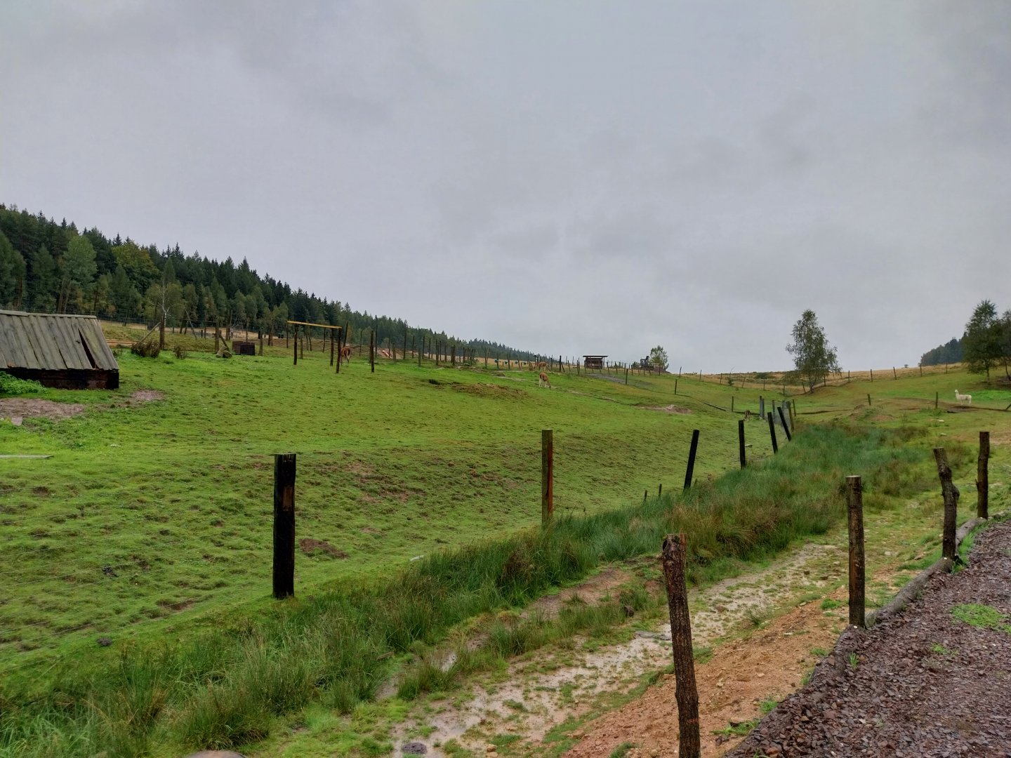 Zoo Łączna - Pastures for Alpaca and Guanaco (Lama guanicoe)