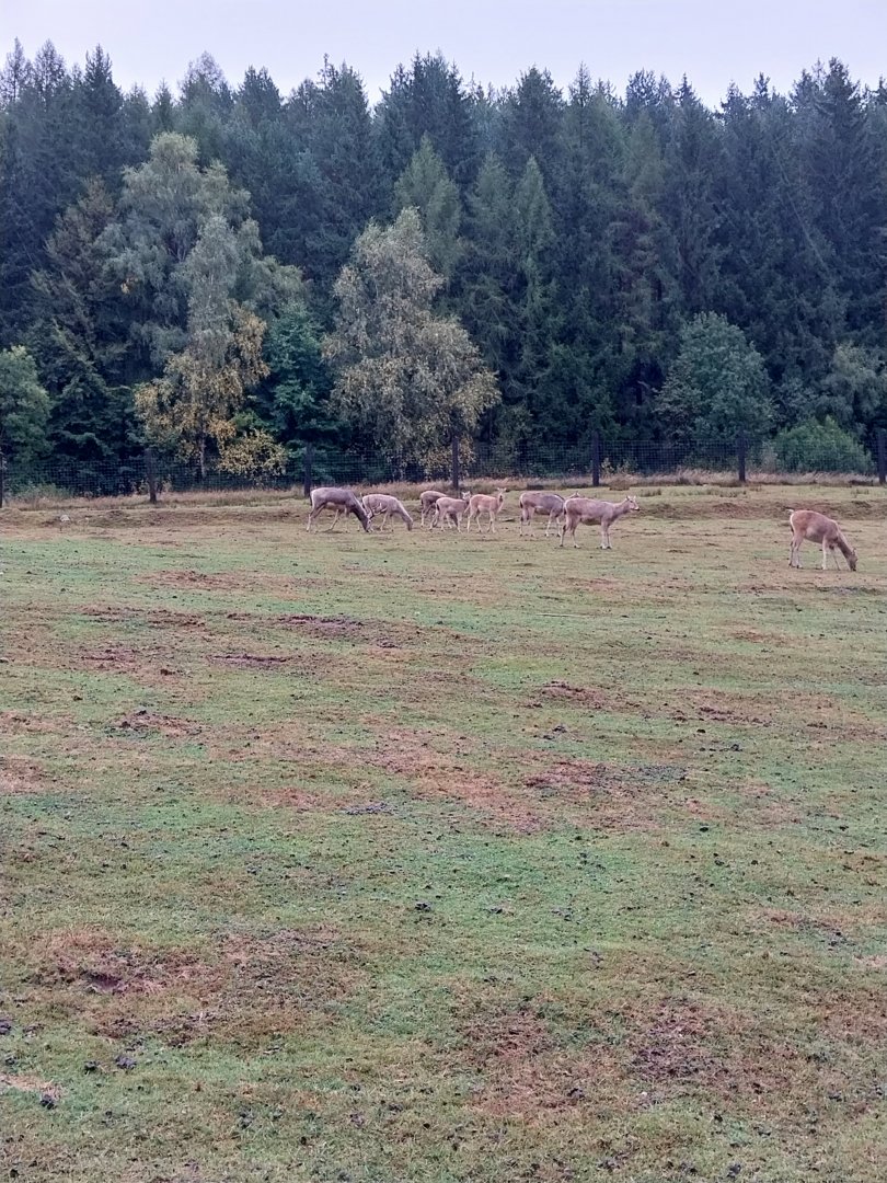 Zoo Łączna - Pere David's Deer (Elaphurus davidianus) enclosure