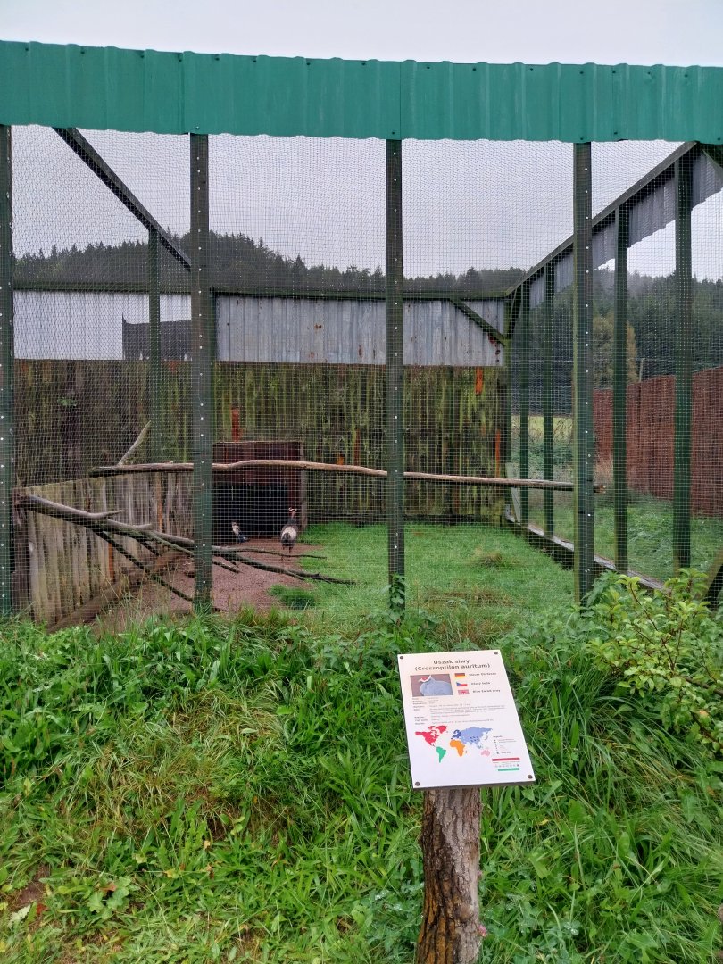 Zoo Łączna - Pheasantry - Blue Eared-pheasant (Crossoptilon auritum) aviary